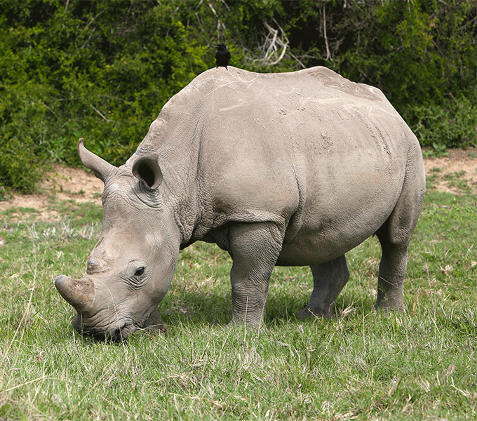 Gli animali del Mercato: che cosa significa RINOCERONTE GRIGIO in finanza